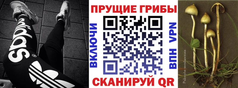 сколько стоит Азов Псилоцибиновые грибы Psilocybine cubensis